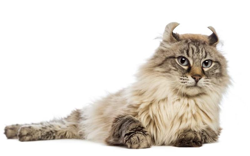 Amerikan Curl Kedi Irkı Özellikleri, Karakteri, Bakımı ve Beslenmesi